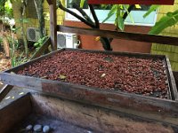 Kakao beim Trocknen
